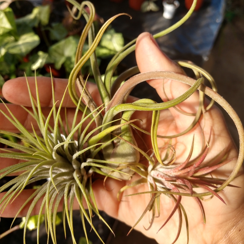 Plant (air plant)